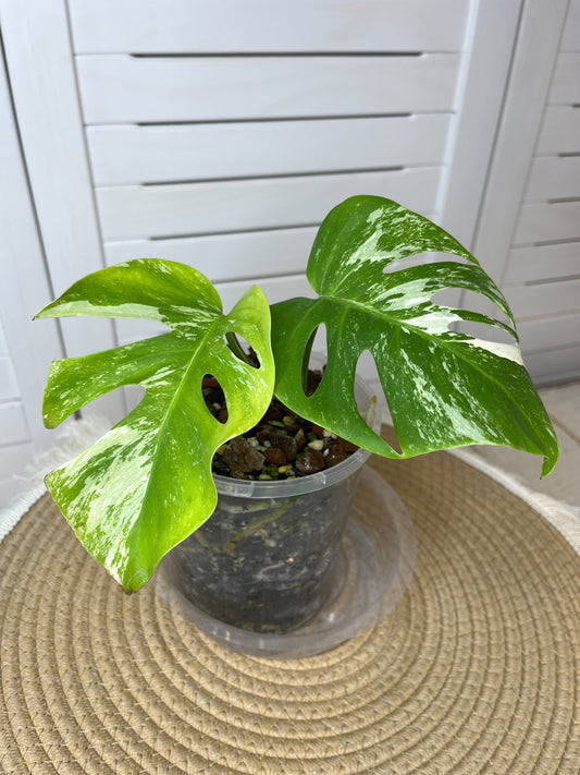 Monstera Borsigiana Albo Variegated #3