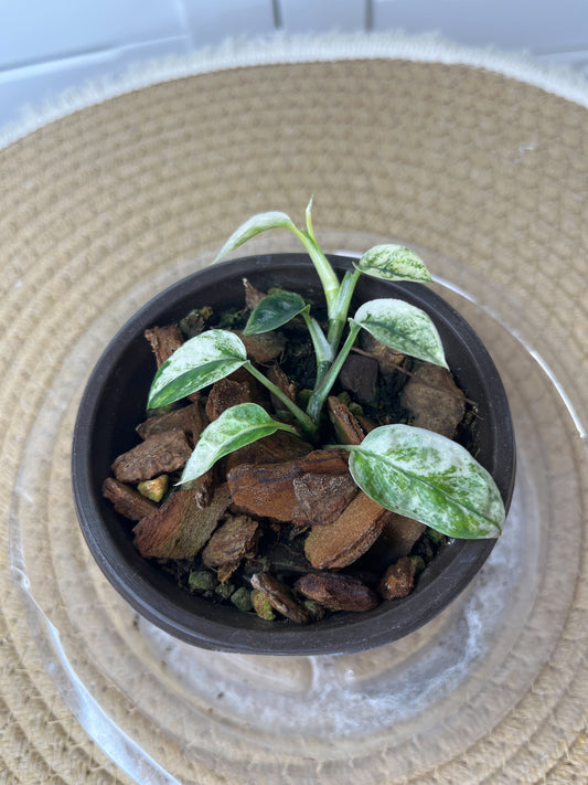 Epipremnum Pinnatum Bali Hanoman 3