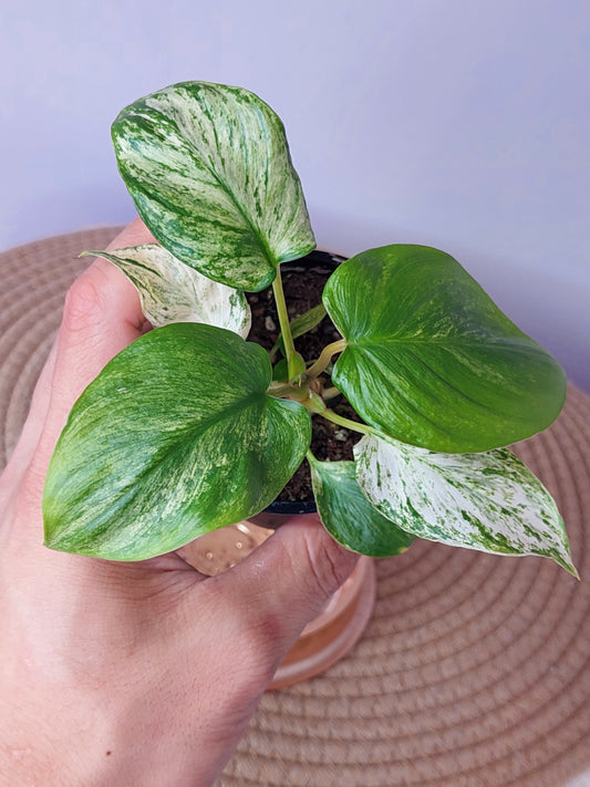 Homalomena Rubescens Mint (C)