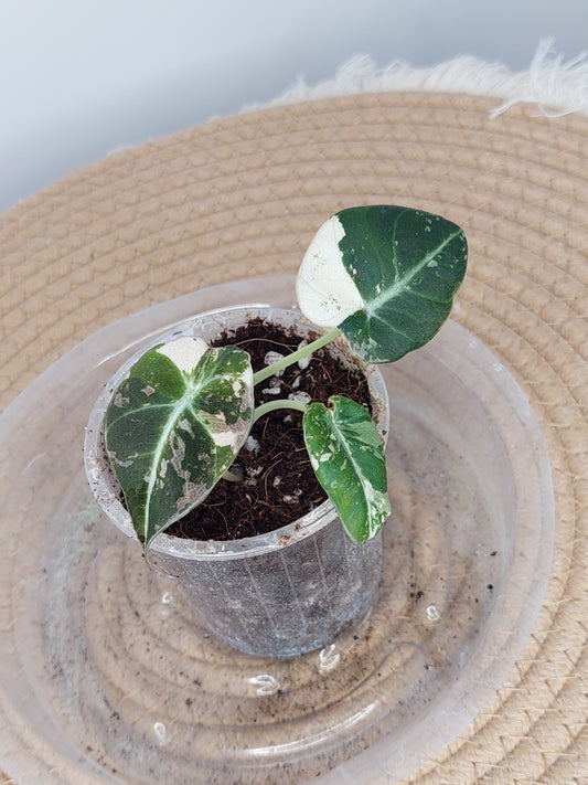 Alocasia Black Velvet Variegated - (3)