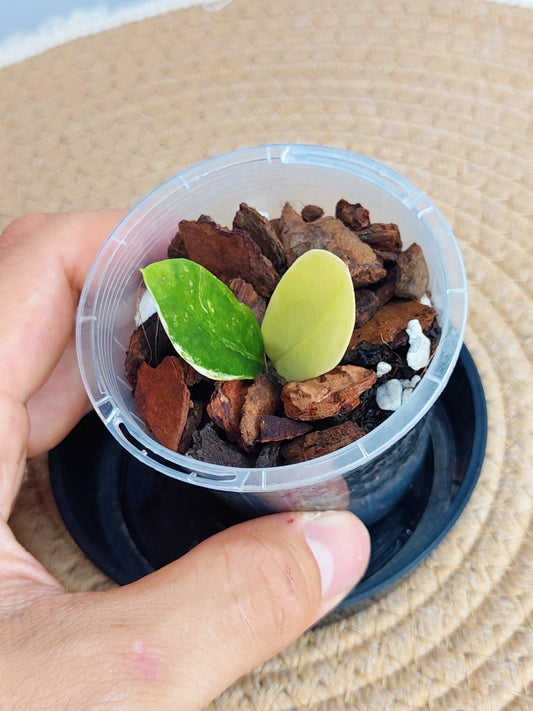 ZZ plant variegated C