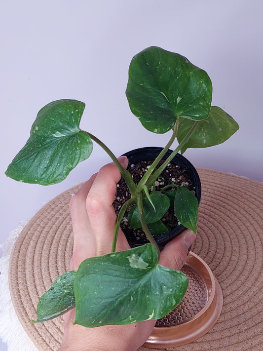 Homalomena Rubescens  Constellation (C)