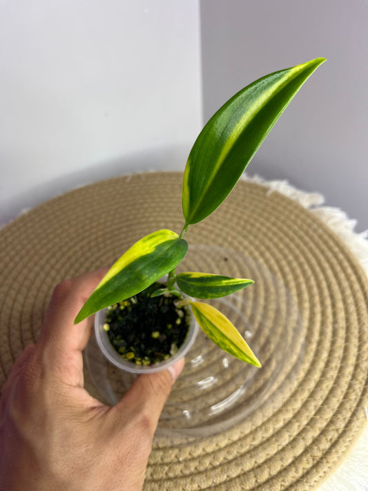 Scindapsus Coriaceus Aurea 3