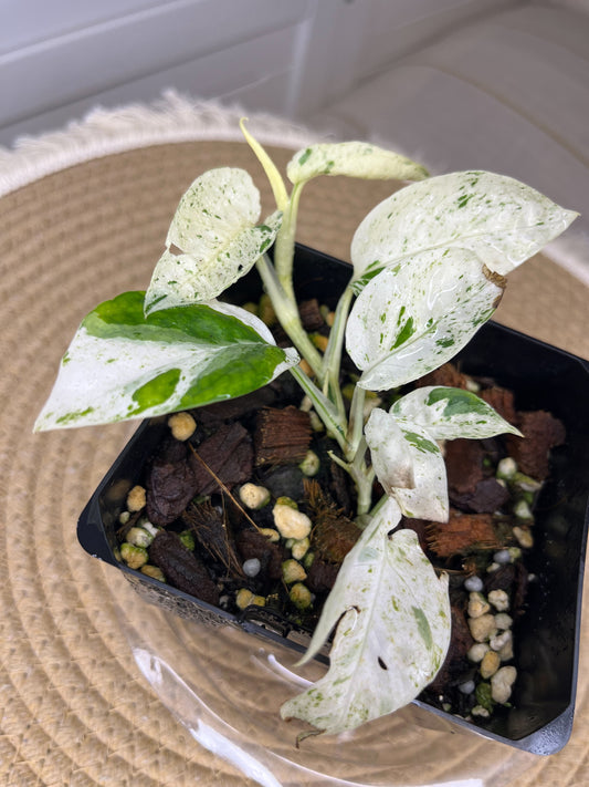 Epipremnum Pinnatum Marble 3