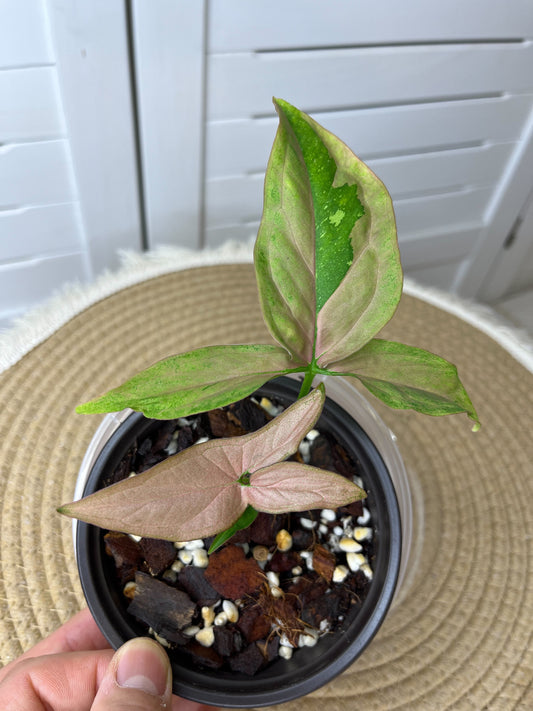 Syngonium Red Spot Tricolour 3