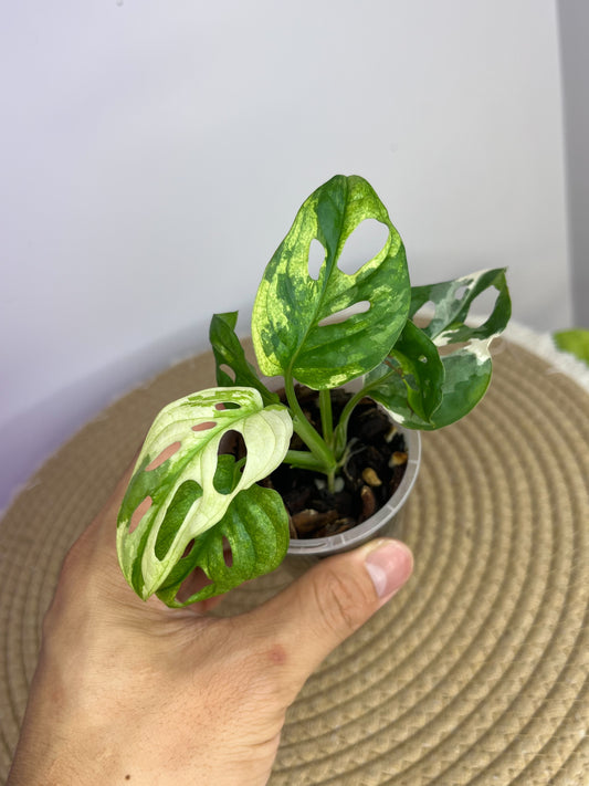 Monstera Monkey Mask(Adansonii) Variegated C