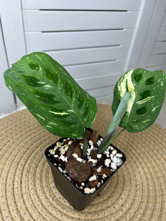 Prayer Plant(Maranta) Variegated 3