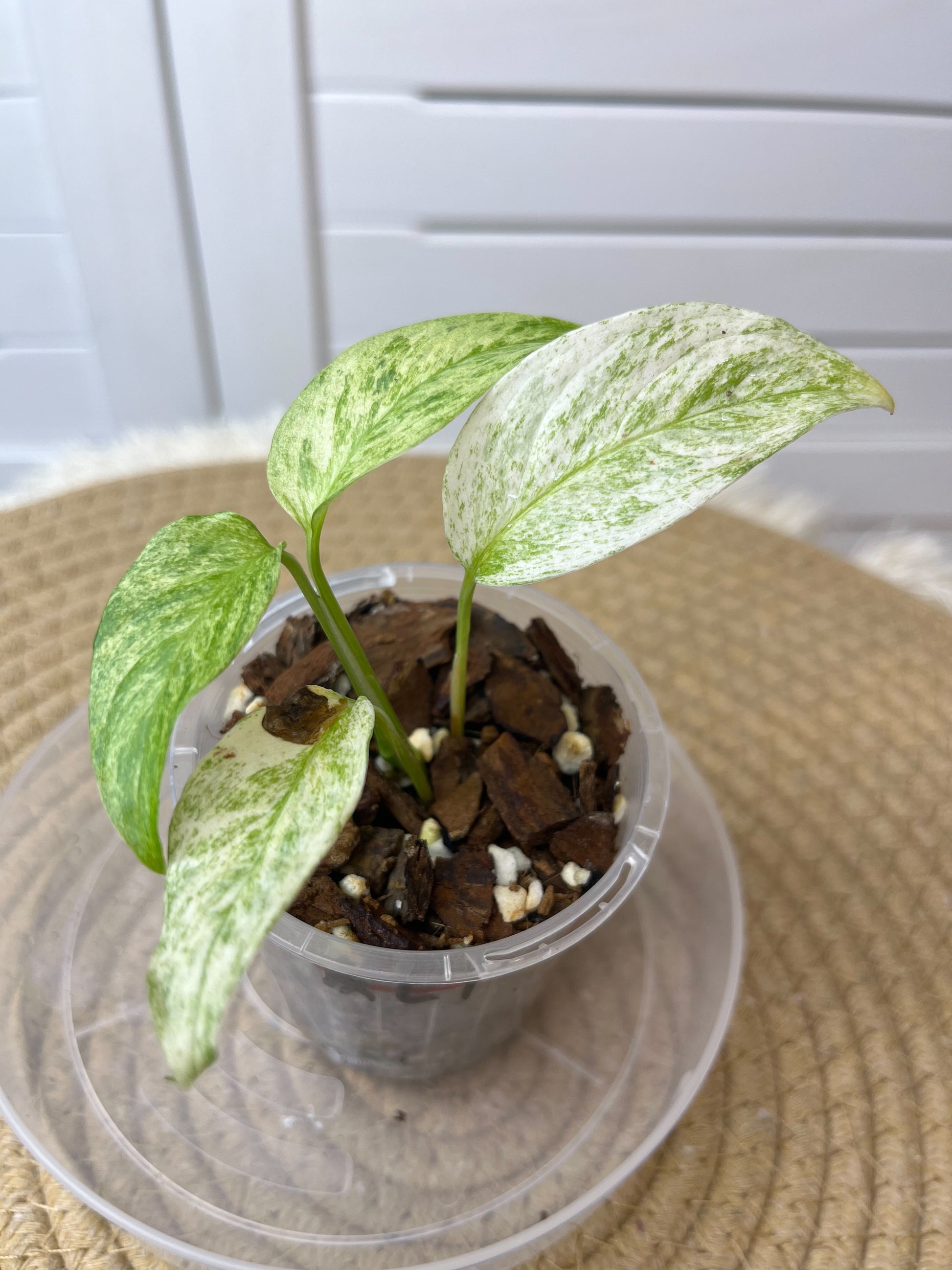 monstera adansonii nz Monstera Adansonii Laniata Mint (1) – SOUL PLANT