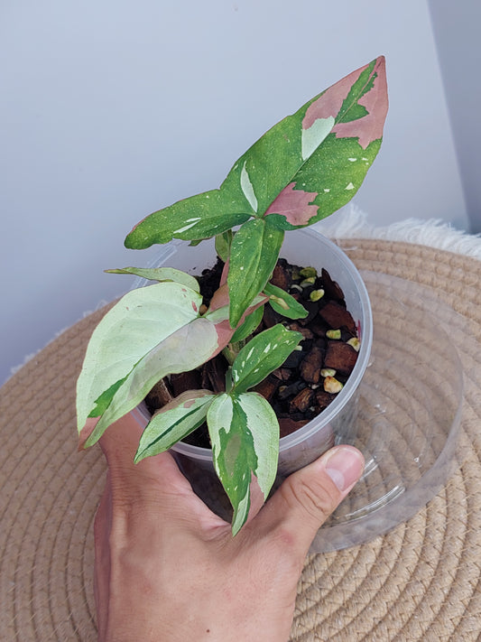 Syngonium Red Spot Tricolour 3