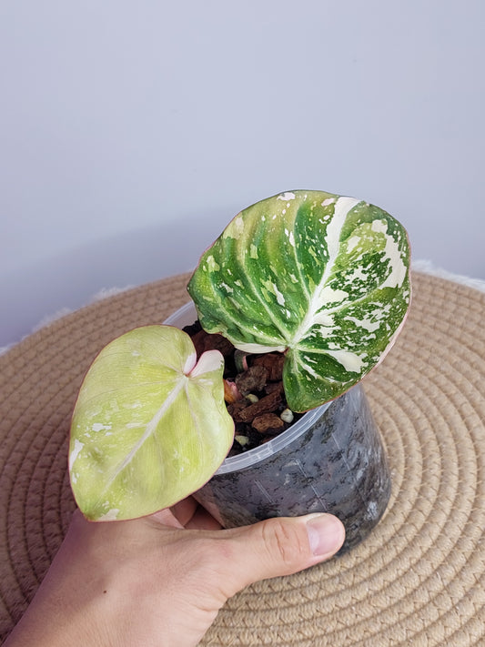 Philodendron Gloriosum Variegated -1