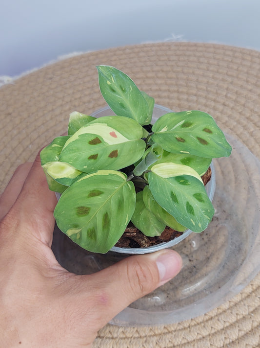Prayer Plant(Maranta) Variegated 3