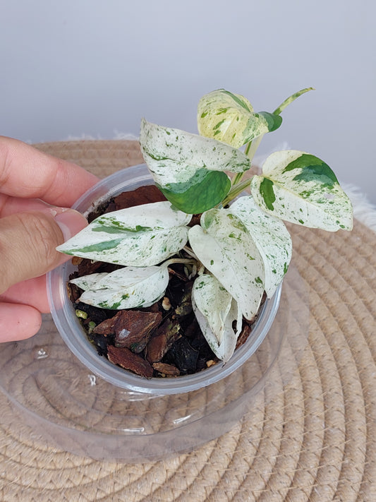 Epipremnum Pinnatum Marble 3