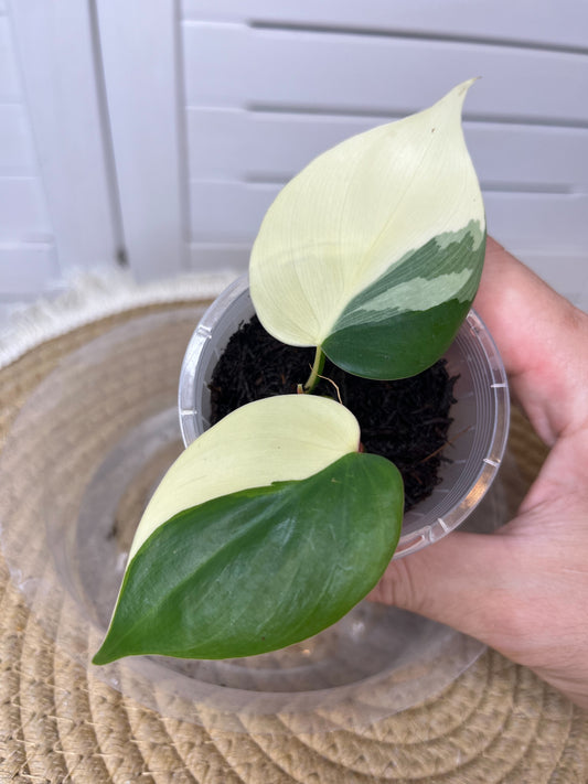 Philodendron Hederaceum(Heartleaf) ALBO Variegated #3
