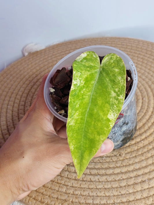 Anthurium Forgetii x Variegated A