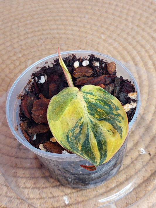 Philodendron Mican Variegated - 3