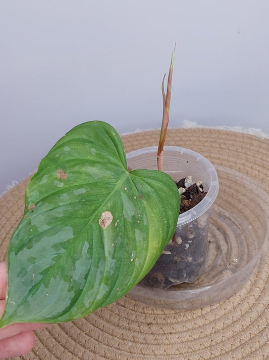 Philodendron Majestic 1