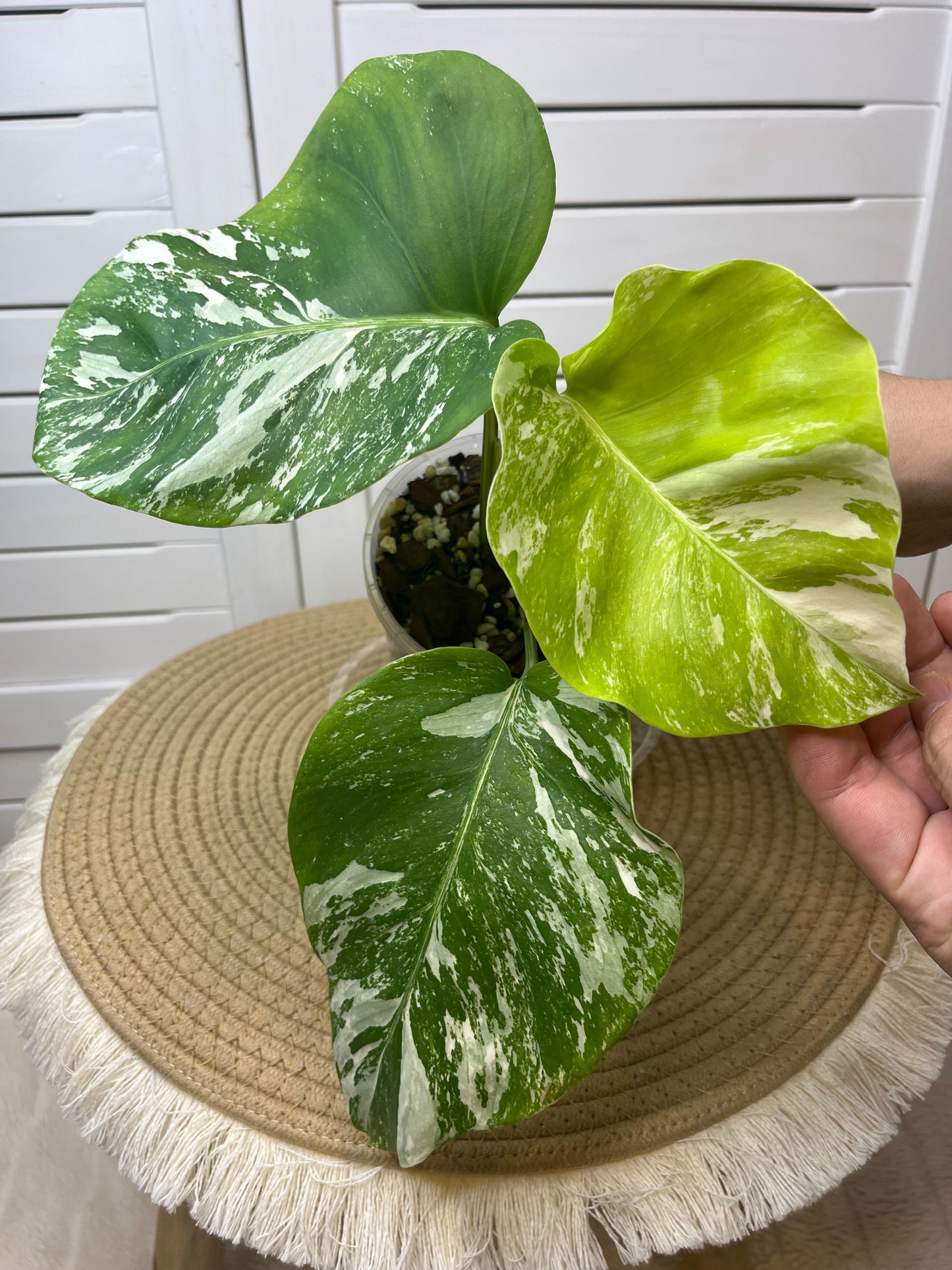 Monstera Borsigiana Albo Variegated C