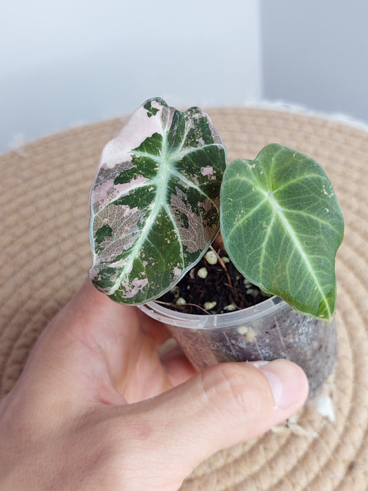 Alocasia Black Velvet Variegated -2