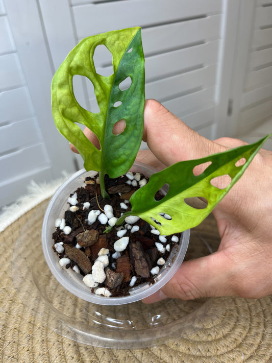 Monstera Monkey Mask(Adansonii) *Aurea HALF MOON Variegated #A