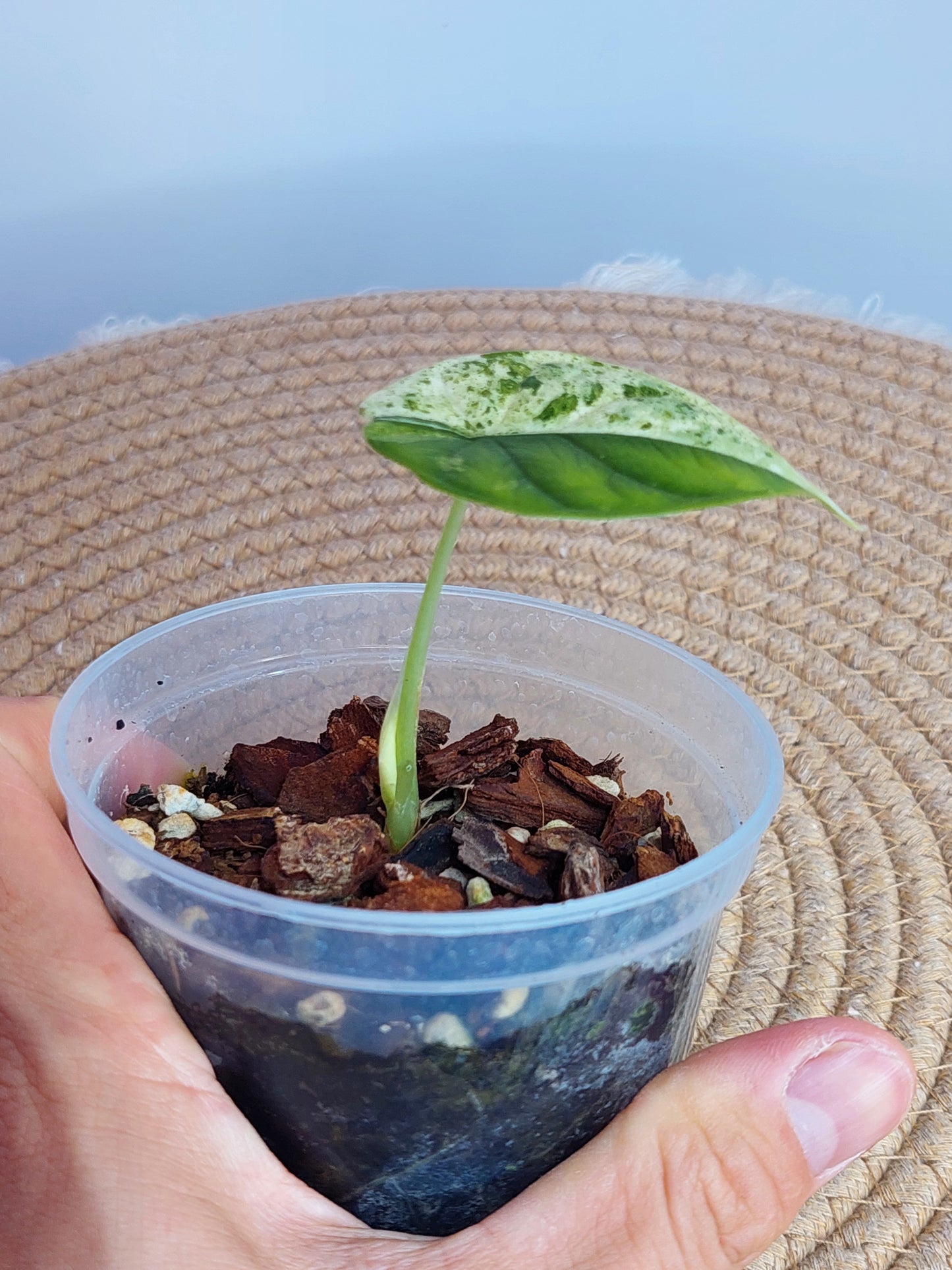 Alocasia Dragon Scale Variegated -1
