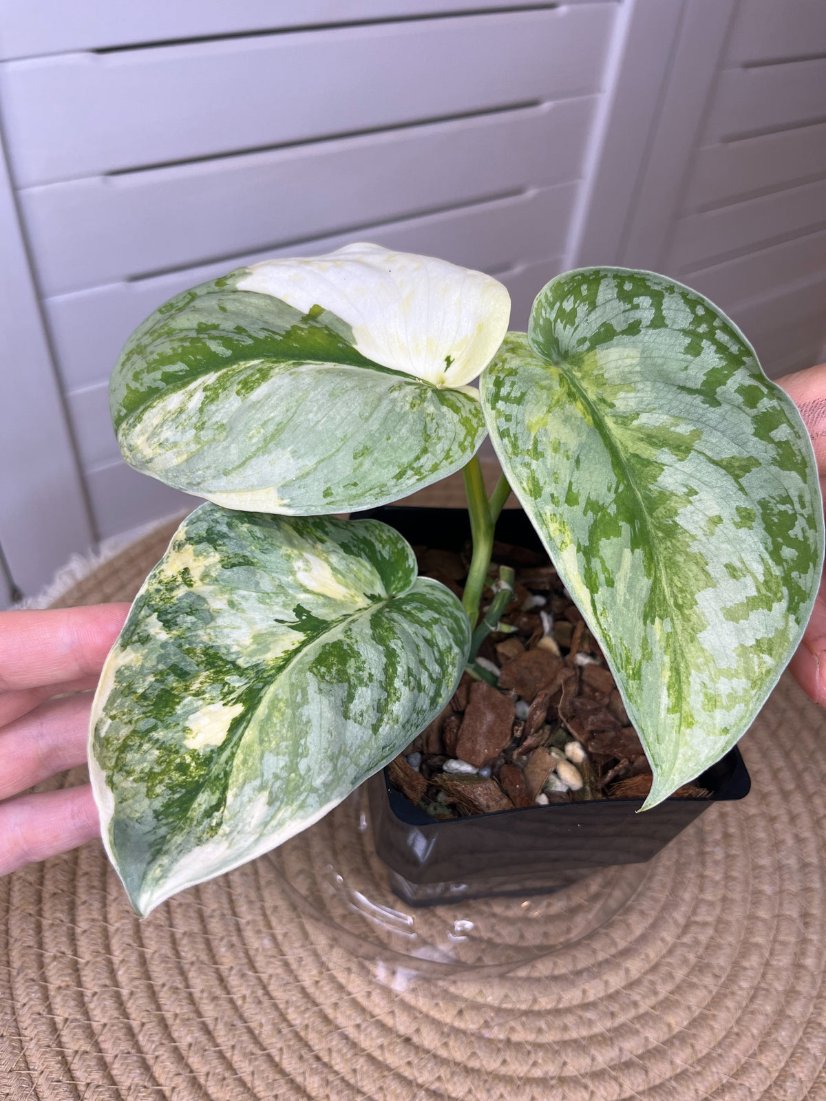 Scindapsus Variated Scindapsus Exotica Variegated (4) – SOUL PLANT