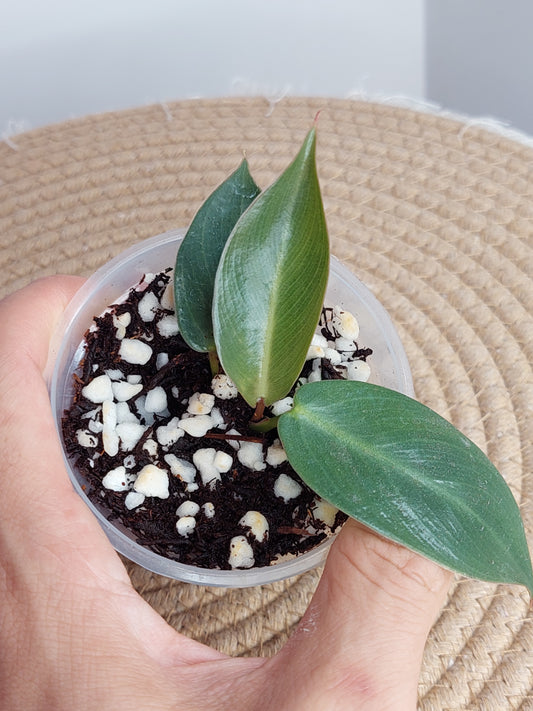 Philodendron Spiritus Sancti - 1
