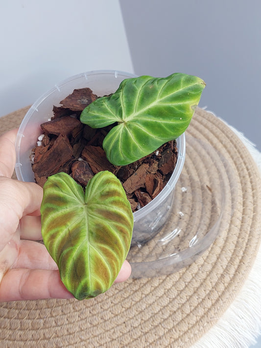 Philodendron Verrucosum - 1