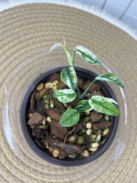 Epipremnum Pinnatum Bali Hanoman 4