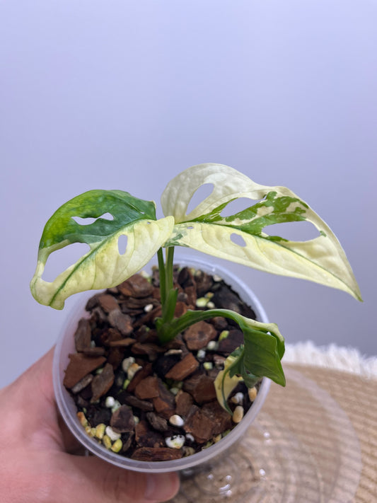 Monstera Monkey Mask(Adansonii) Variegated 4