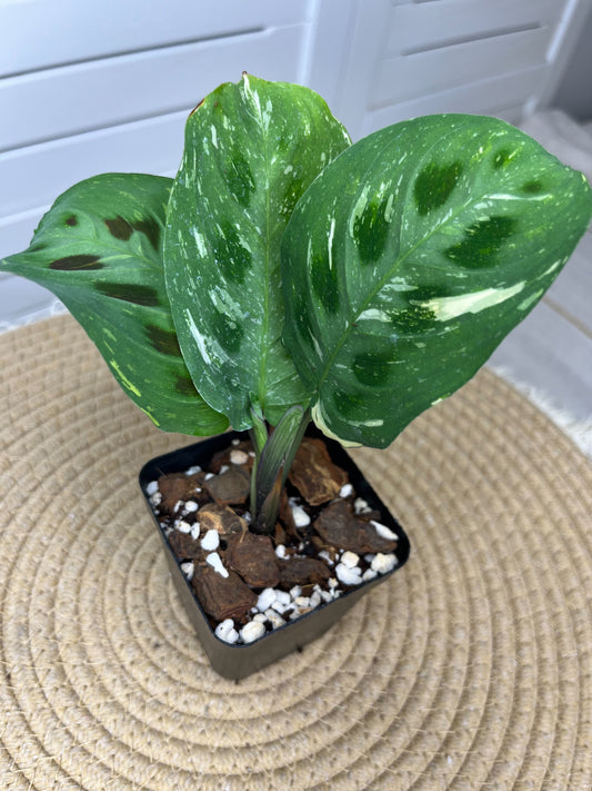 Prayer Plant(Maranta) Variegated 4