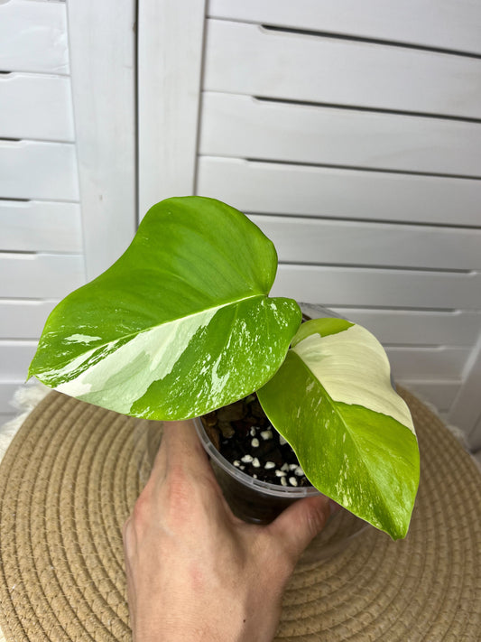 Monstera Borsigiana Albo Variegated - 4