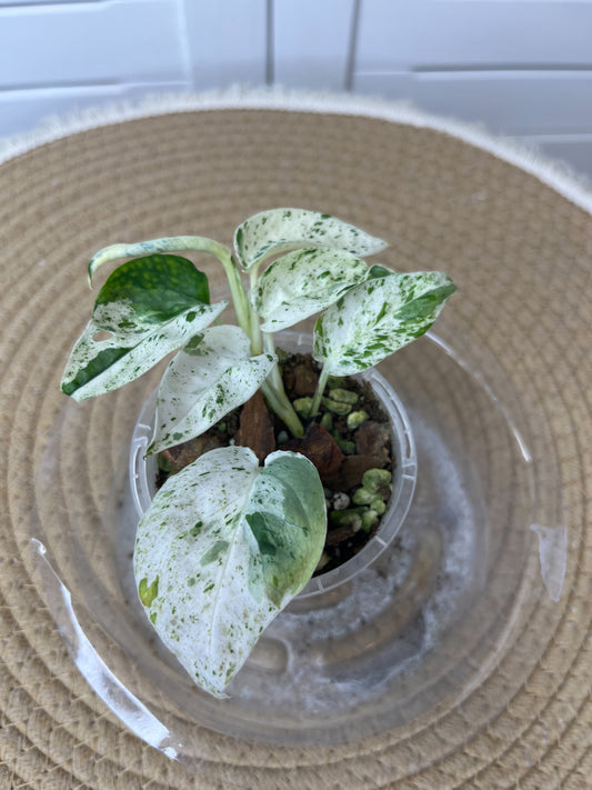 Epipremnum Pinnatum Marble 4