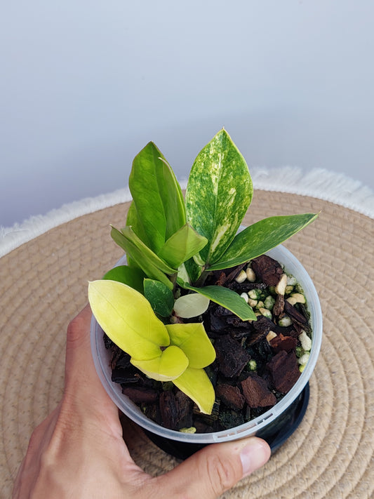 ZZ plant variegated D