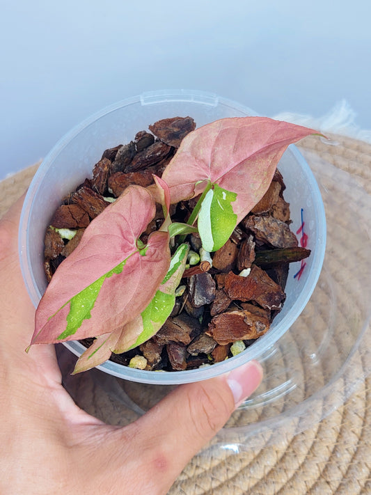 Syngonium Red Spot Tricolour 4