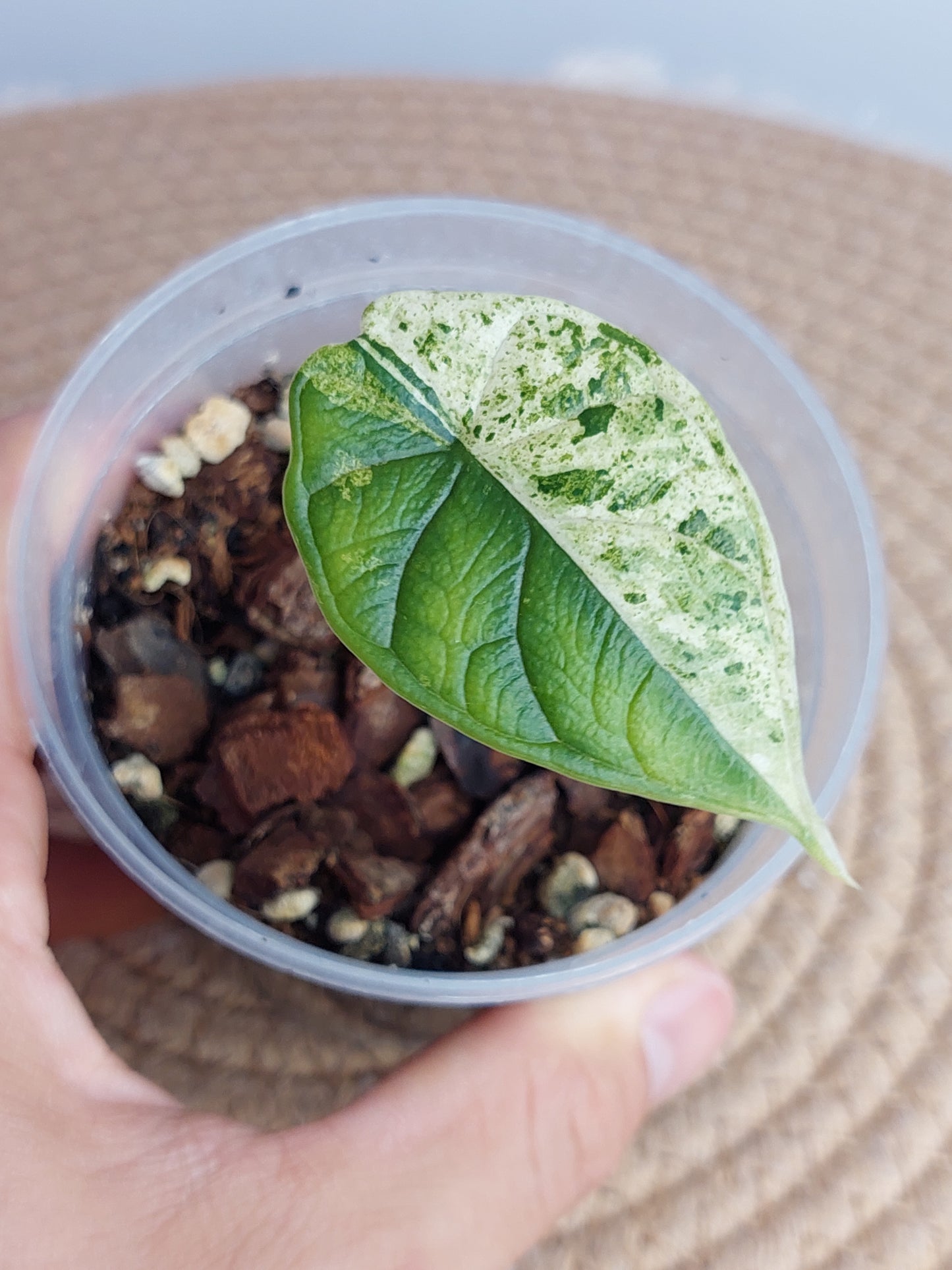 Alocasia Dragon Scale Variegated -1