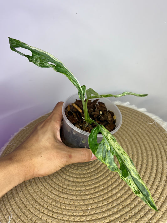 Monstera Adansonii Mint A