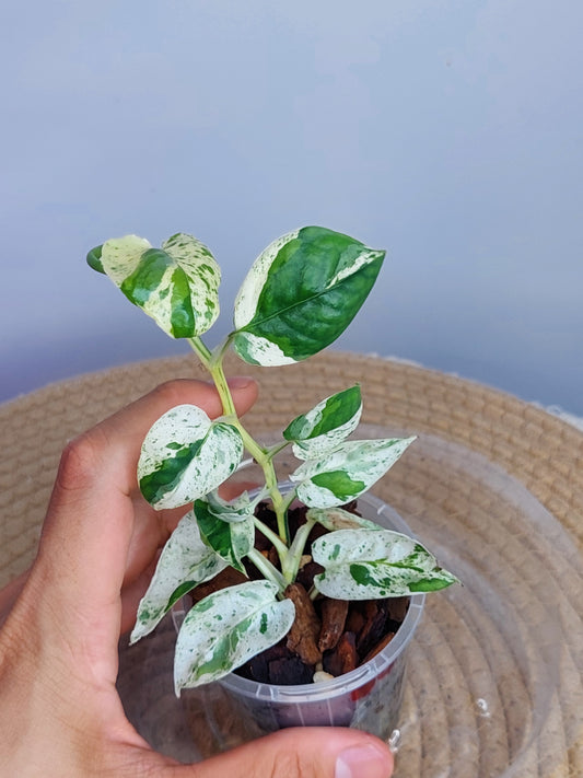 Epipremnum Pinnatum Marble 4