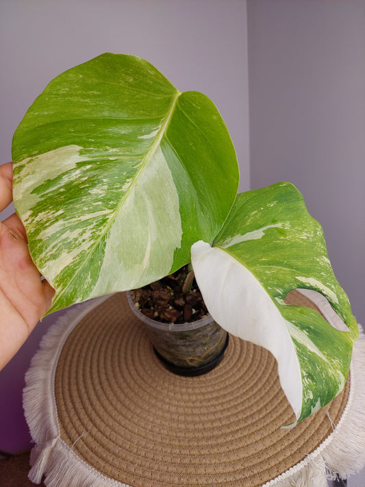 Monstera Borsigiana Albo Variegated D