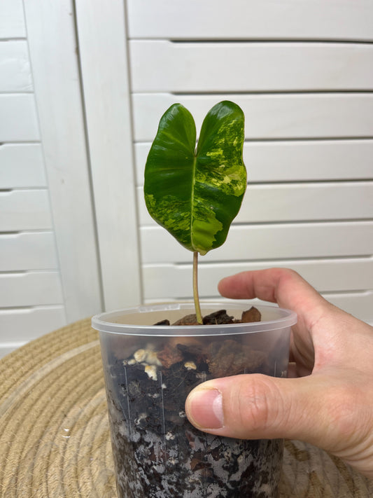 Philodendron Burle Marx variegated D