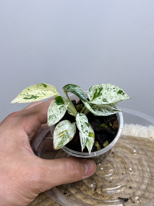 Epipremnum Pinnatum Marble 4