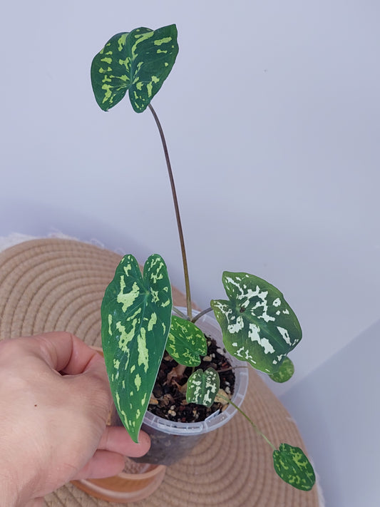 Caladium Hilo Beauty (D)