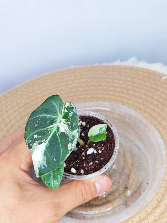 Alocasia Black Velvet Variegated - (4)