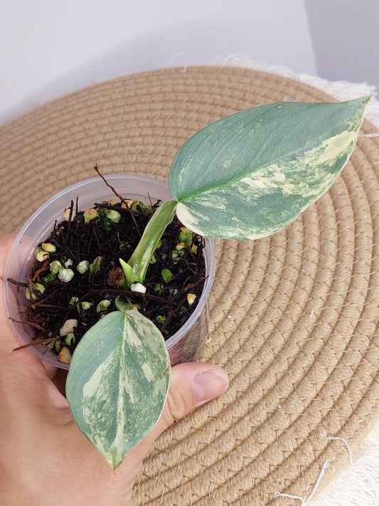 Philodendron Silver Sword Variegated A
