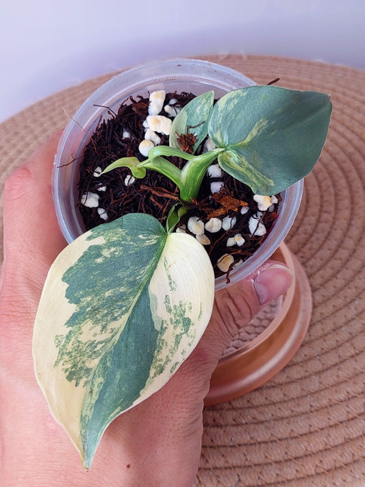 Philodendron Silver Sword Variegated (A)