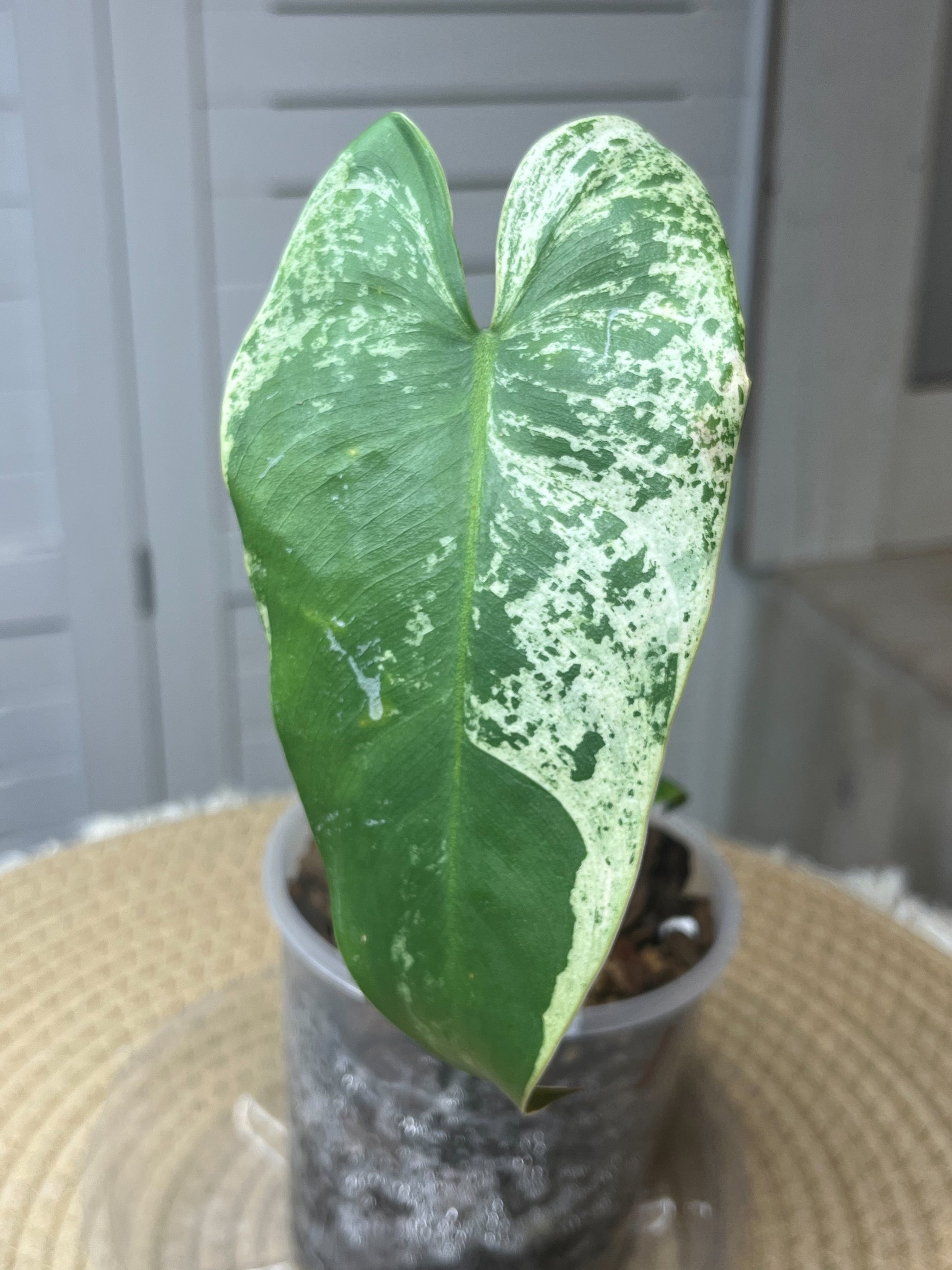 variegated philodendron imbe Philodendron Imbe Variegated (2 heads) -1 – SOUL PLANT