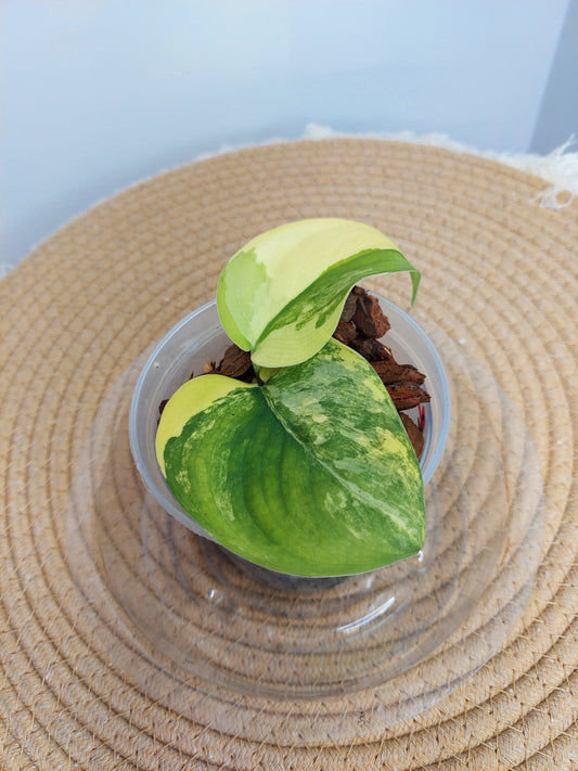 Scindapsus Jade Satin Variegated 4