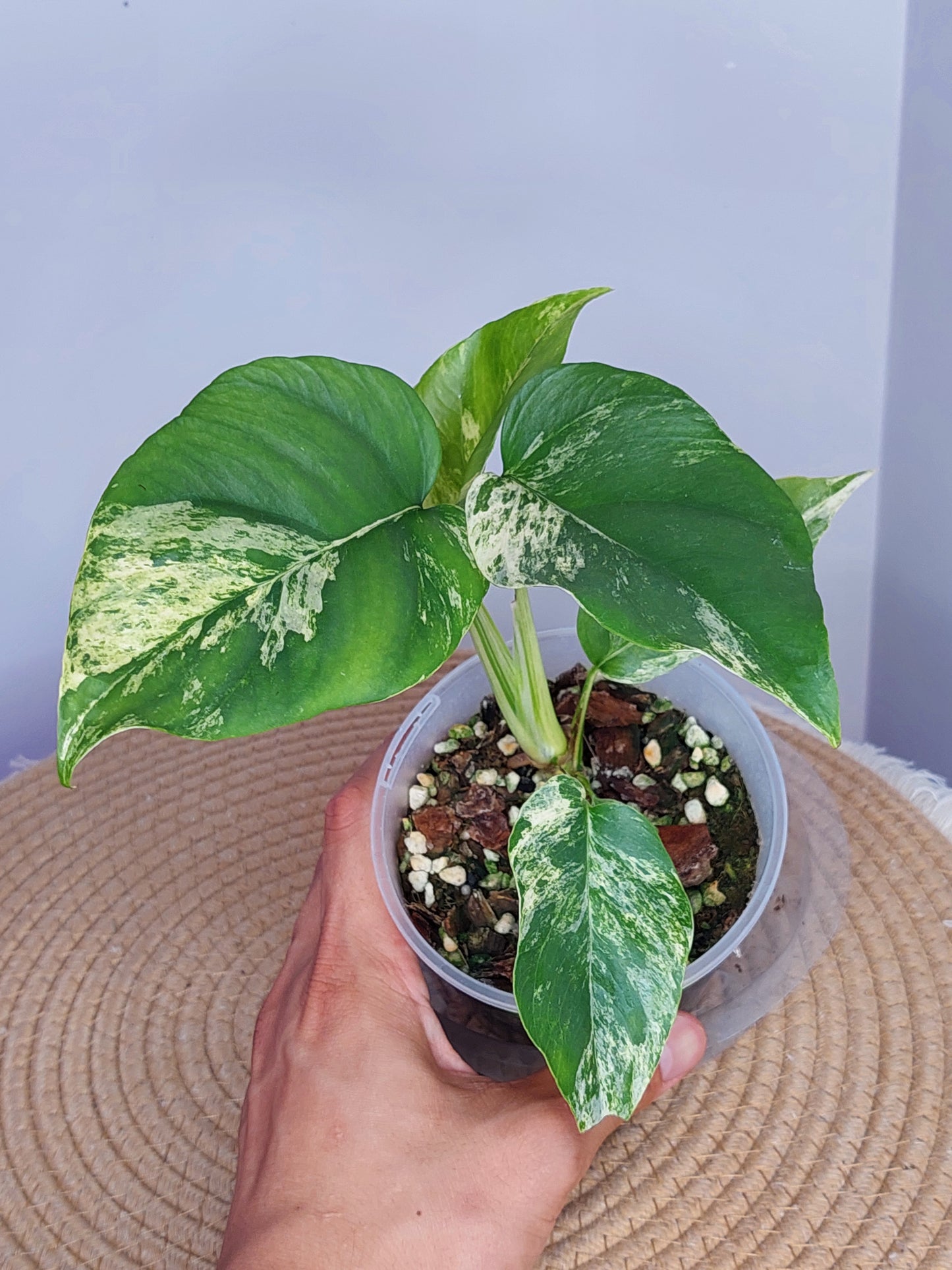 Minima Albo(Rhaphidophora Tetrasperma) Variegated 1