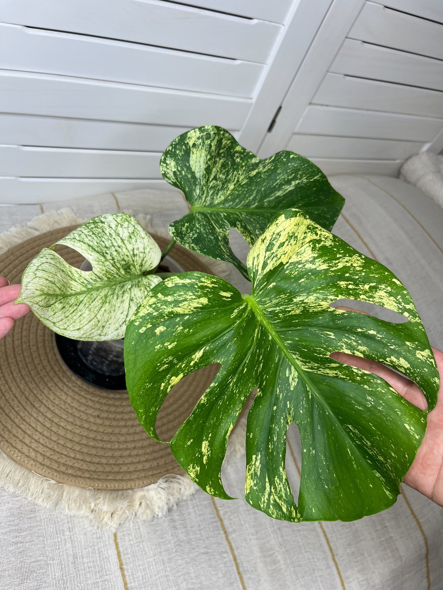 monstera deliciosa sunshine Monstera Deliciosa Sunshine 5 – SOUL PLANT