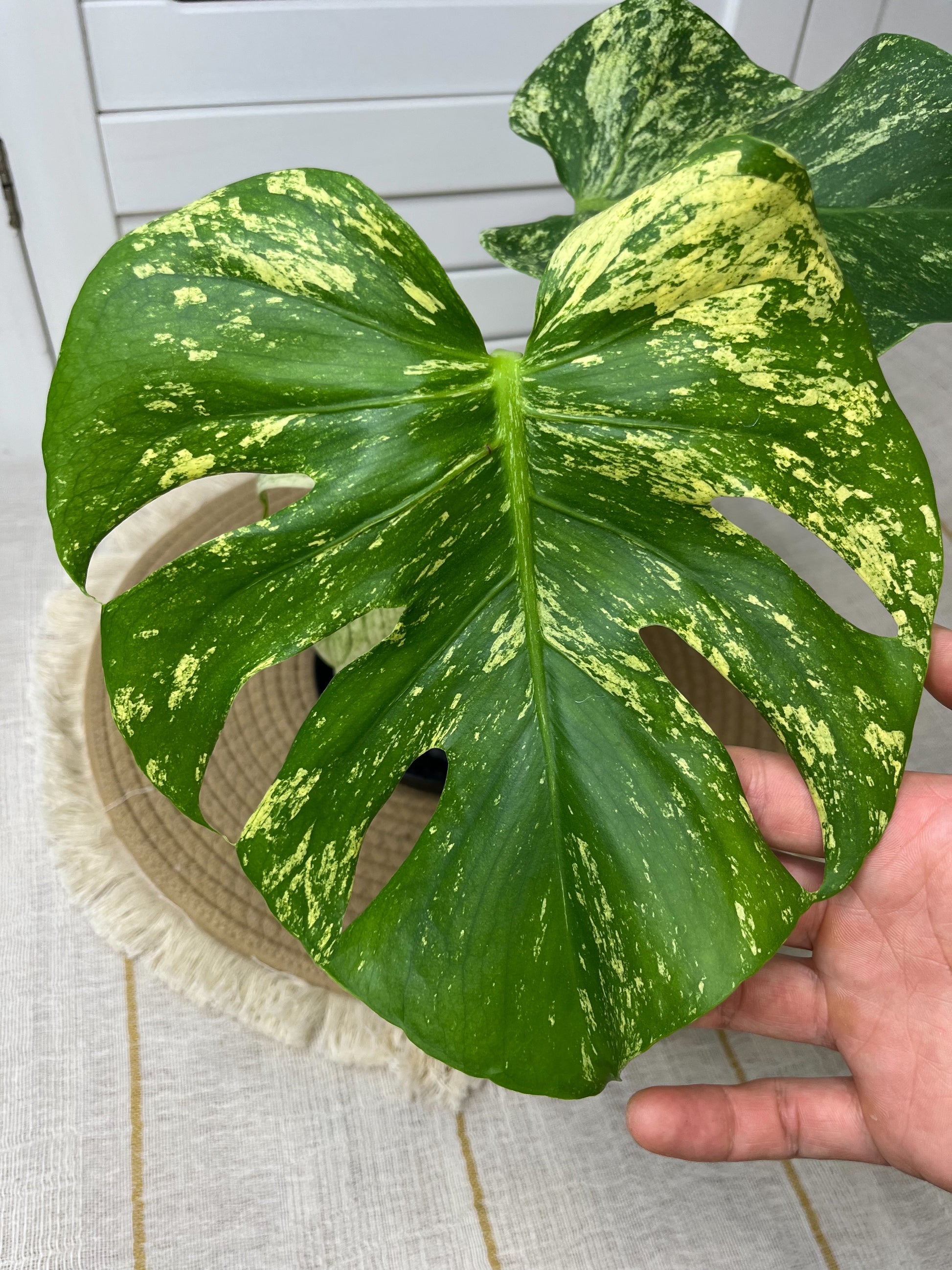 monstera deliciosa sunshine Monstera Deliciosa Sunshine 5 – SOUL PLANT