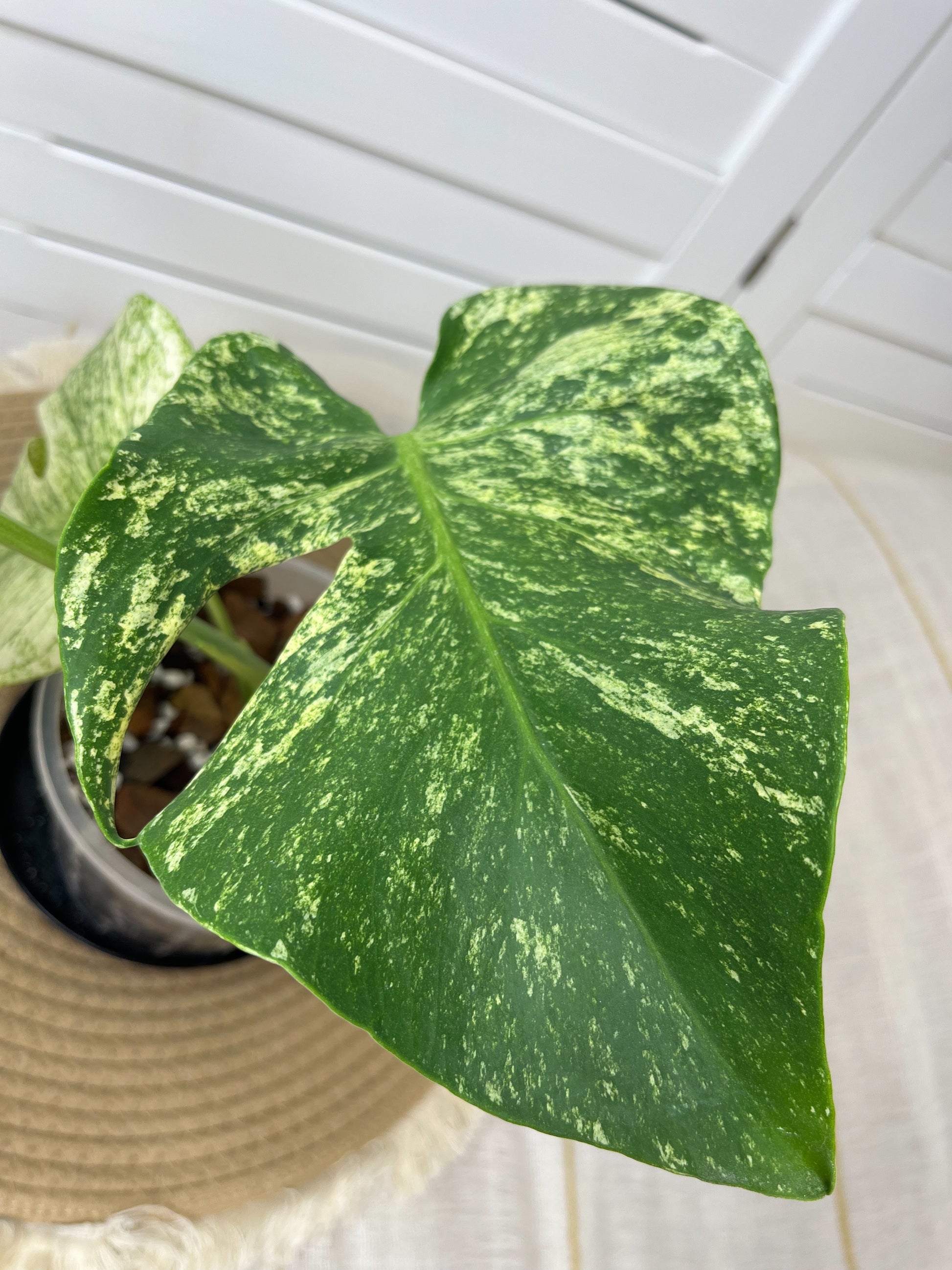monstera deliciosa sunshine Monstera Deliciosa Sunshine 5 – SOUL PLANT